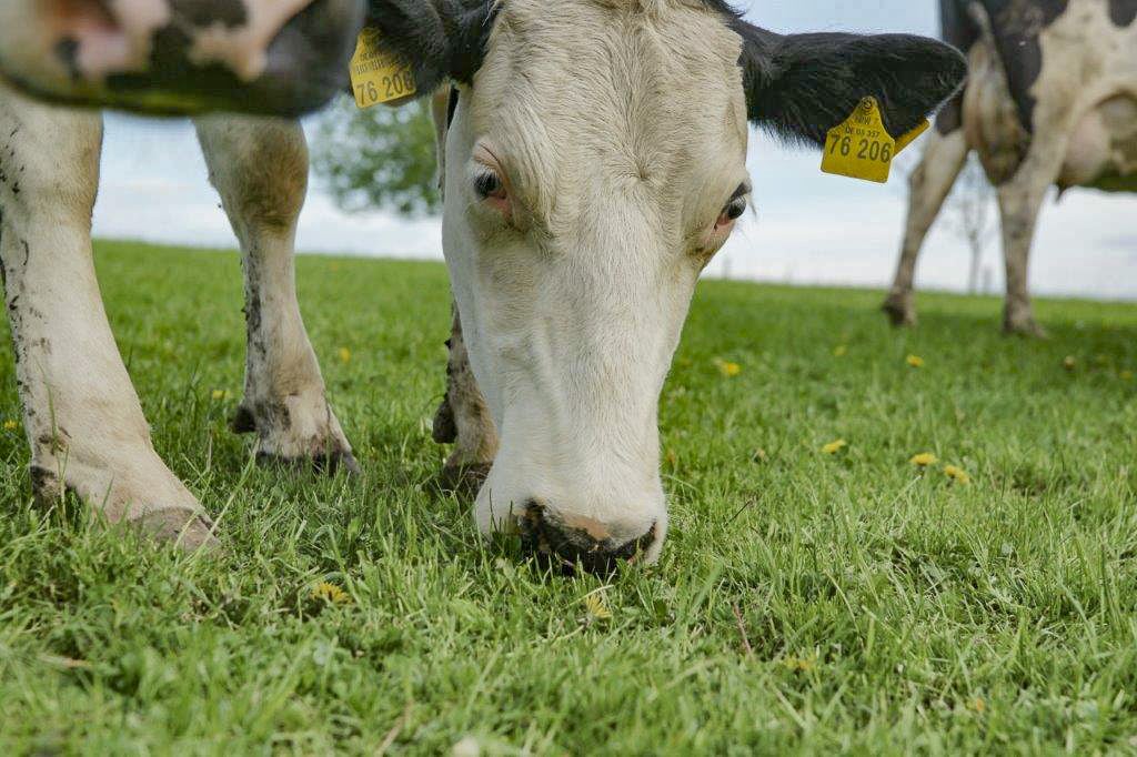 Biolandhof Kroll-Fiedler Kühe auf Weide